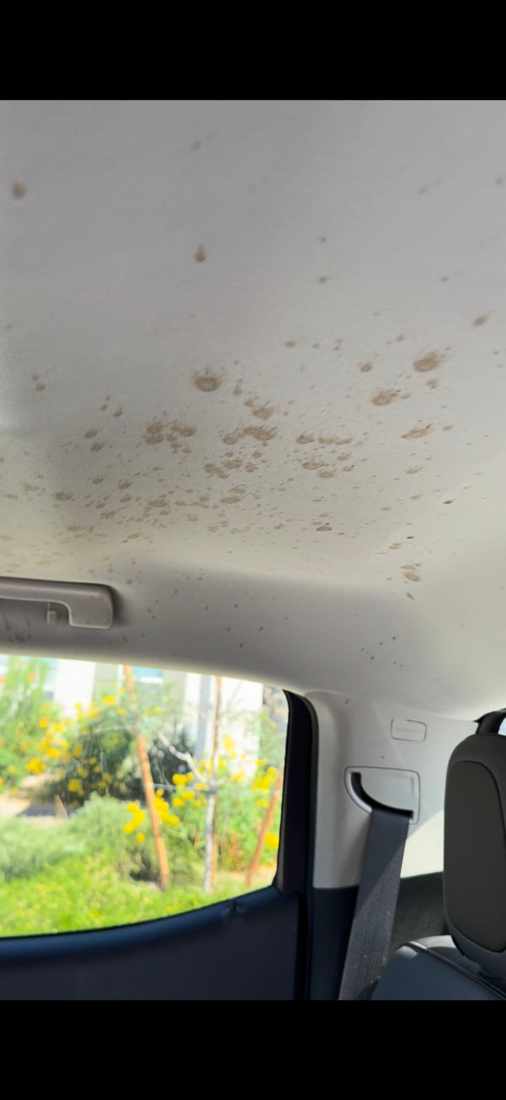 Moldy car ceiling stain with yellow flowers in the background, indicating moisture issues.